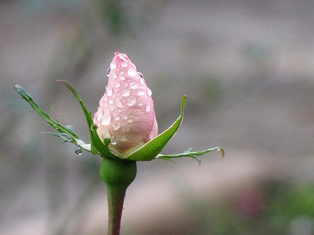 Free download Rose Pink Drip -  free photo or picture to be edited with GIMP online image editor