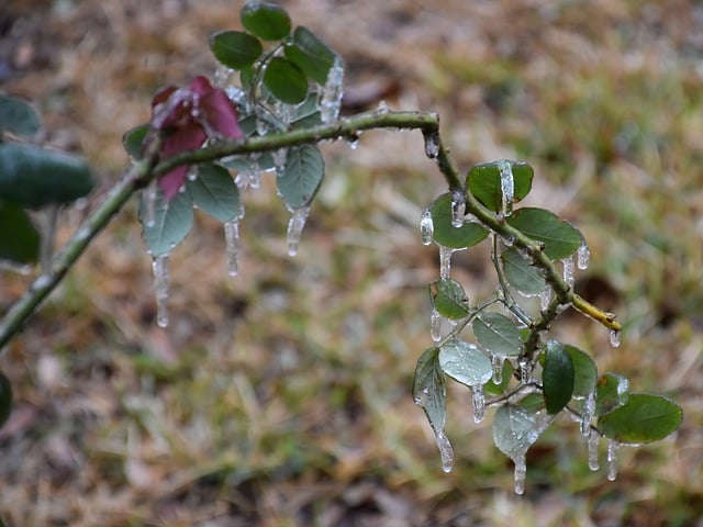 Free download rose plant ice icicles frozen rose free picture to be edited with GIMP free online image editor