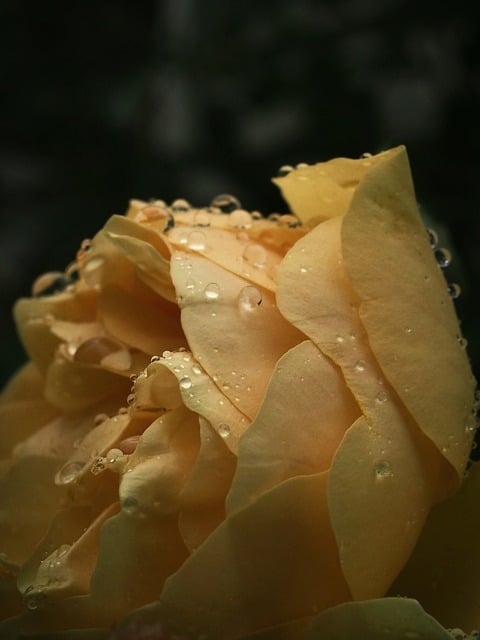 Free download rose rain flower nature dark free picture to be edited with GIMP free online image editor