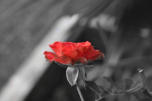 Free download Rose Red -  free photo or picture to be edited with GIMP online image editor