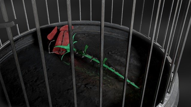 Free download Rose Red Cage Barbed -  free illustration to be edited with GIMP free online image editor