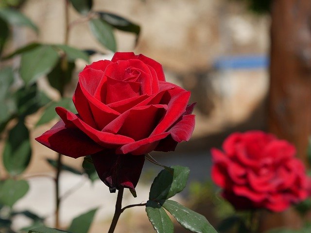 Free download Rose Red Cyprus -  free photo or picture to be edited with GIMP online image editor