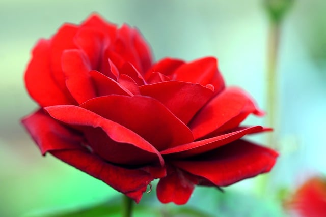 Free download rose red flower blossom bloom free picture to be edited with GIMP free online image editor