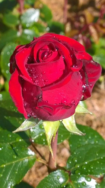 Free download Rose Red In The -  free photo or picture to be edited with GIMP online image editor