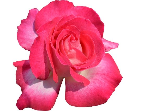 Free download Rose Red Isolated -  free photo or picture to be edited with GIMP online image editor