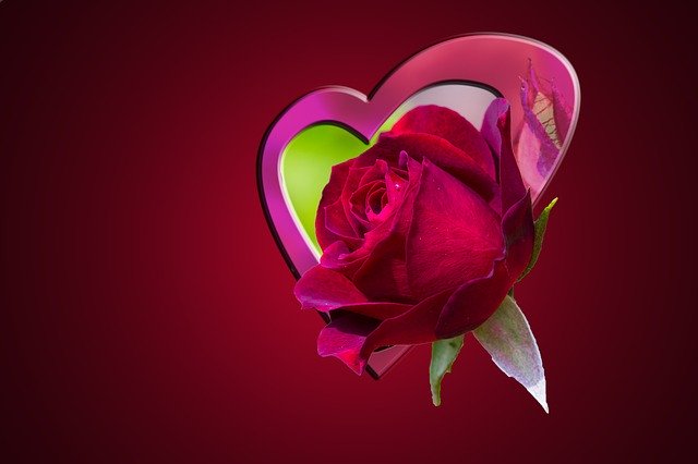 Free download Rose Red Love -  free illustration to be edited with GIMP free online image editor