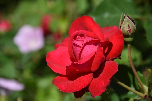 Free download Rose Red Plants -  free photo or picture to be edited with GIMP online image editor