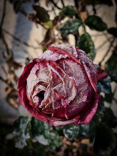 Free download rose red rose frost winter garden free picture to be edited with GIMP free online image editor