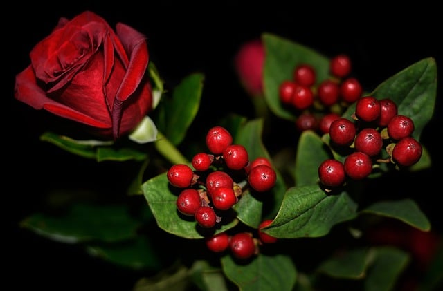 Free download rose red rose red berries berries free picture to be edited with GIMP free online image editor