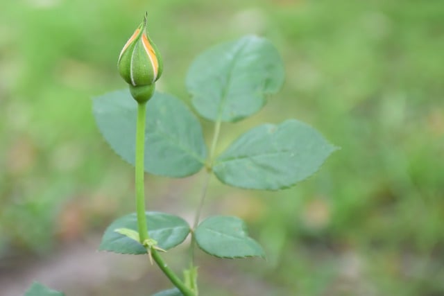 Free download rose rose bud bud blooming free picture to be edited with GIMP free online image editor