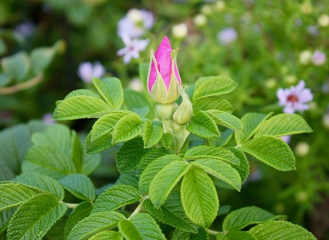 Free download Rose Rosebud Rugosa -  free photo or picture to be edited with GIMP online image editor