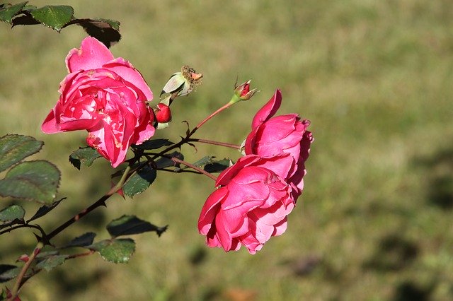 Bezpłatne pobieranie Rose Roses Flower - darmowe zdjęcie lub obraz do edycji za pomocą internetowego edytora obrazów GIMP