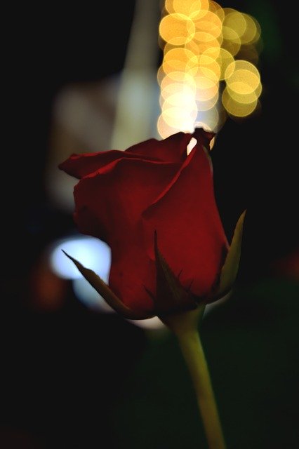 Free download Roses Bokeh Nice -  free photo or picture to be edited with GIMP online image editor