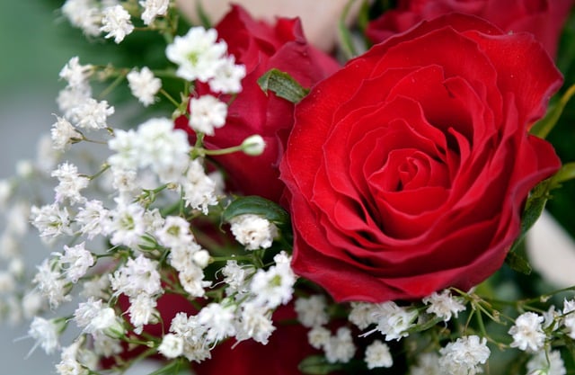 Free download roses bouquet red roses love free picture to be edited with GIMP free online image editor