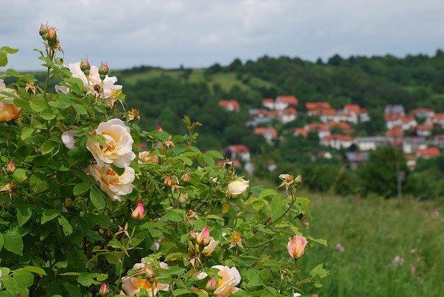 Free download Roses Creglingen Village -  free photo or picture to be edited with GIMP online image editor