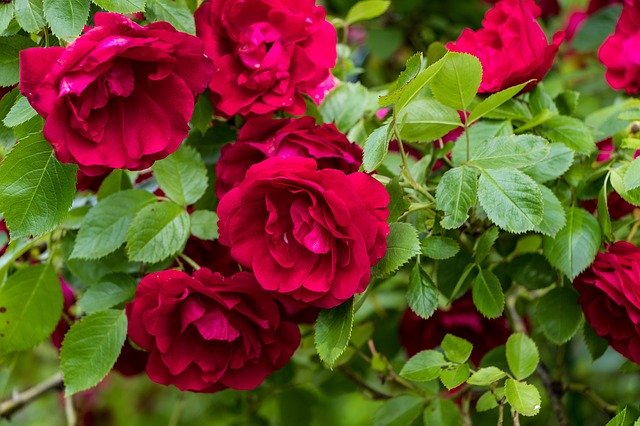 دانلود رایگان Roses Flowers Petals - عکس یا تصویر رایگان قابل ویرایش با ویرایشگر تصویر آنلاین GIMP