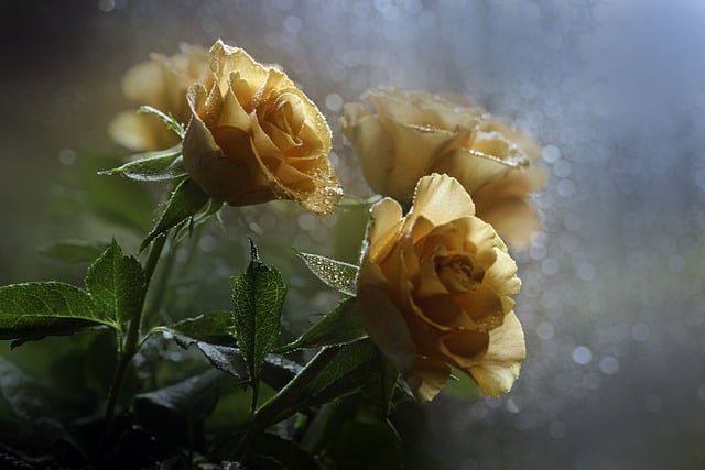 Free download roses flowers plant bokeh macro free picture to be edited with GIMP free online image editor