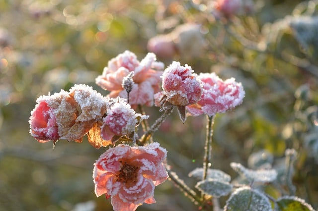 Free download roses frost garden pink roses free picture to be edited with GIMP free online image editor