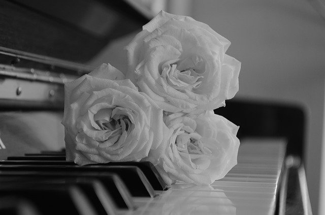 Free download Roses Piano Music -  free photo or picture to be edited with GIMP online image editor