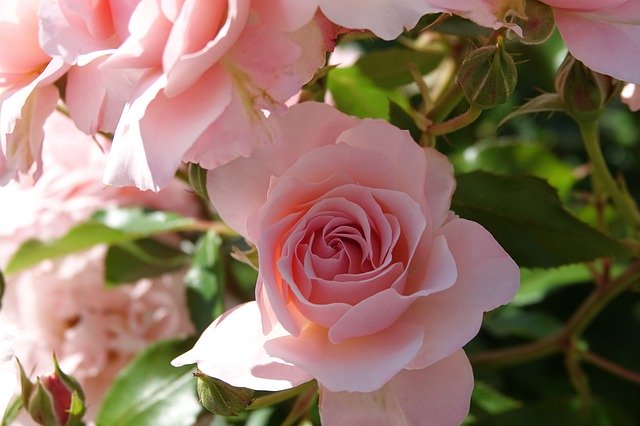 Free download Roses Pink Plant -  free photo or picture to be edited with GIMP online image editor