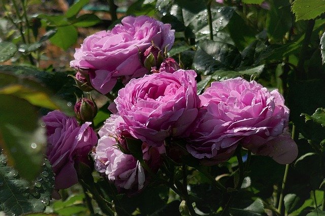 Free download roses raindrop red pink garden free picture to be edited with GIMP free online image editor