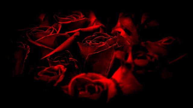 Free download roses red flowers botany bloom free picture to be edited with GIMP free online image editor