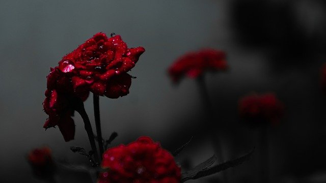 Free download roses red flowers waterdrops free picture to be edited with GIMP free online image editor