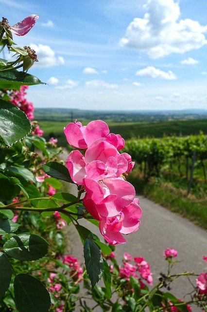 Free download Roses Vineyard Rheinhessen -  free photo or picture to be edited with GIMP online image editor