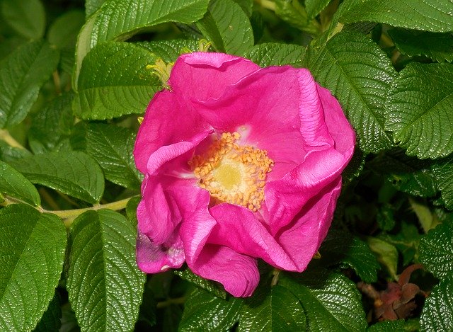 Free download Rose Svraskalá Rosa Rugosa Flower -  free photo or picture to be edited with GIMP online image editor