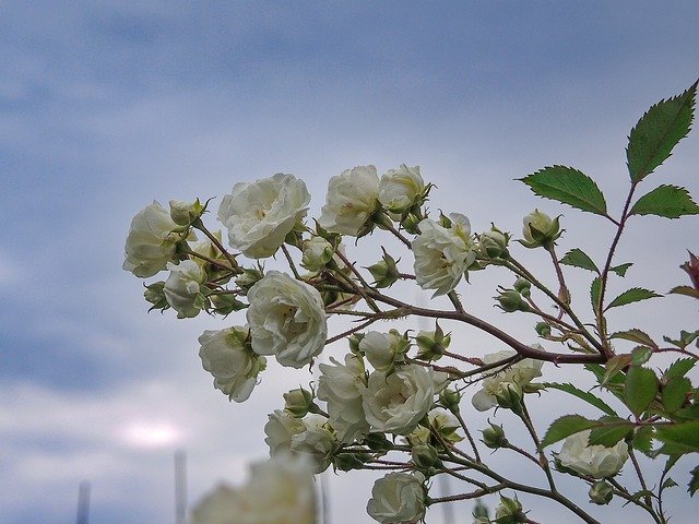 Free download Roses White Bush -  free photo or picture to be edited with GIMP online image editor