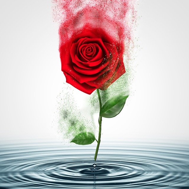 Free download Rose Water Nature -  free illustration to be edited with GIMP free online image editor