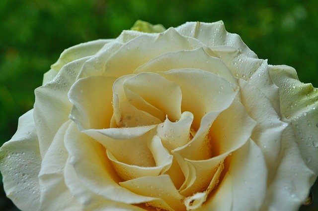 Free download Rose White -  free photo or picture to be edited with GIMP online image editor