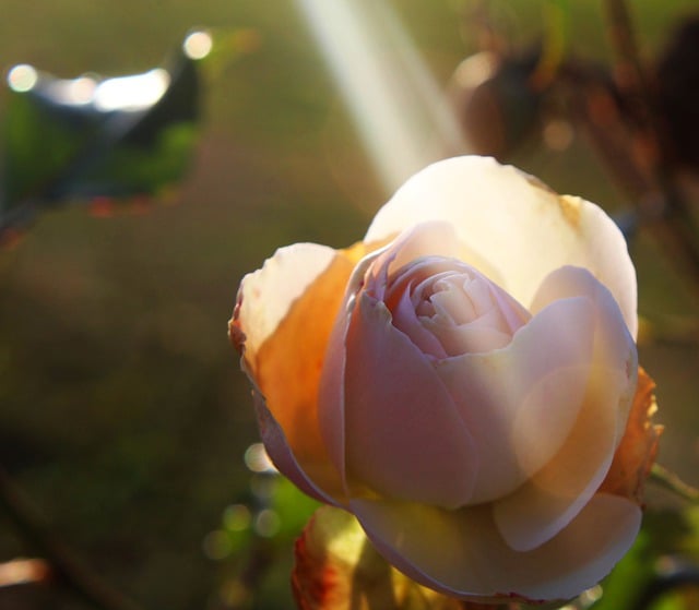 Free download rose white glitter sunshine nature free picture to be edited with GIMP free online image editor