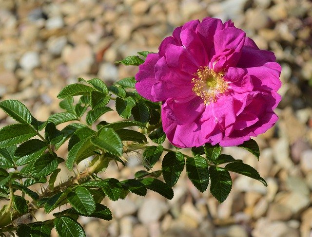 Free download Rose Wild Plant -  free photo or picture to be edited with GIMP online image editor