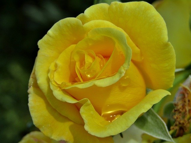 Free download Rose Yellow Changes -  free photo or picture to be edited with GIMP online image editor