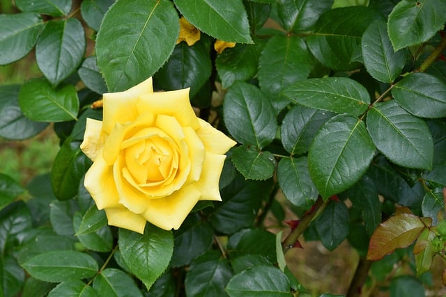 Free download rose yellow flower garden plant free picture to be edited with GIMP free online image editor