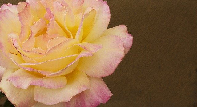 Free download Rose Yellow Pink -  free photo or picture to be edited with GIMP online image editor