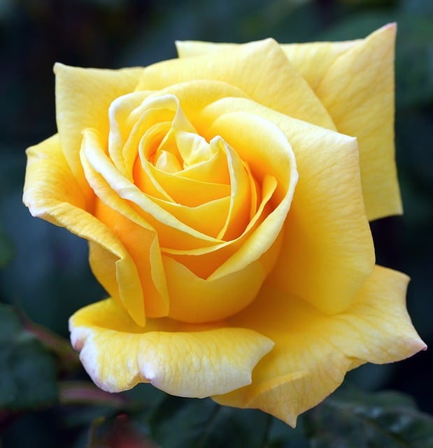 Free download rose yellow rose flower free picture to be edited with GIMP free online image editor