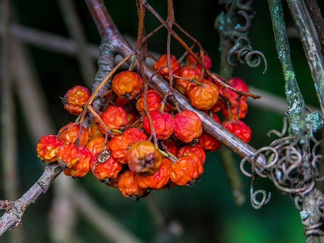 Free download Rowanberries Autumn Nature -  free free photo or picture to be edited with GIMP online image editor