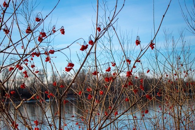 Free download Rowanberries Berries Nature -  free photo or picture to be edited with GIMP online image editor