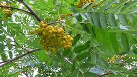 Free download Rowan Berry Botanical -  free video to be edited with OpenShot online video editor