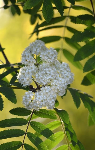 Free download rowanberry rowan blossoms white free picture to be edited with GIMP free online image editor