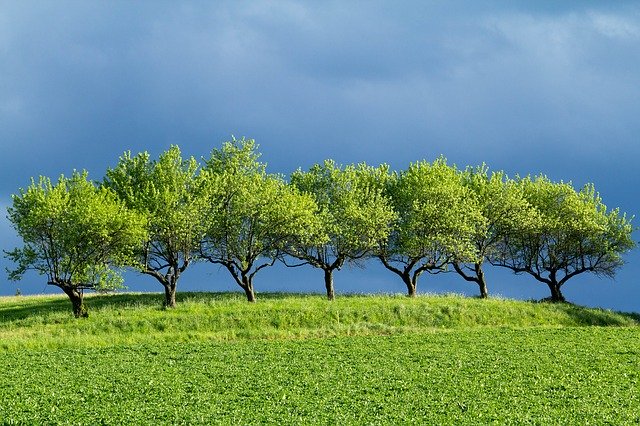 Free download Row Of Trees Thunderstorm Nature -  free photo or picture to be edited with GIMP online image editor