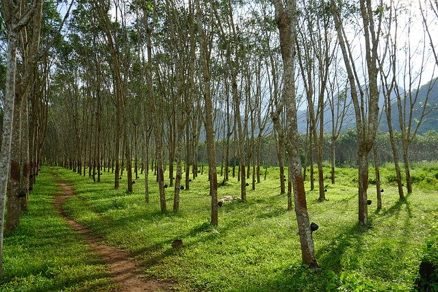 ດາວ​ໂຫຼດ​ຟຣີ Rubber Tree Trees - ຮູບ​ພາບ​ຟຣີ​ຫຼື​ຮູບ​ພາບ​ທີ່​ຈະ​ໄດ້​ຮັບ​ການ​ແກ້​ໄຂ​ກັບ GIMP ອອນ​ໄລ​ນ​໌​ບັນ​ນາ​ທິ​ການ​ຮູບ​ພາບ​