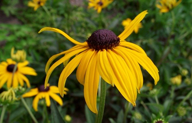 Free download Rudbeckia Brilliant Flowers Yellow -  free photo or picture to be edited with GIMP online image editor