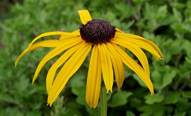 Free download Rudbeckia Brilliant Flower Yellow -  free photo or picture to be edited with GIMP online image editor