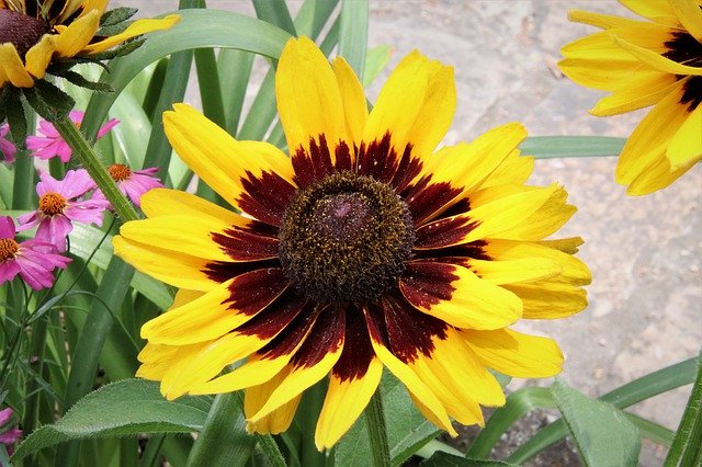 Free download Rudbeckia Flowers Perennial Plants -  free photo or picture to be edited with GIMP online image editor