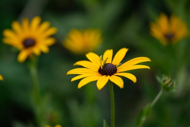 Free download rudbeckia flower yellow free picture to be edited with GIMP free online image editor