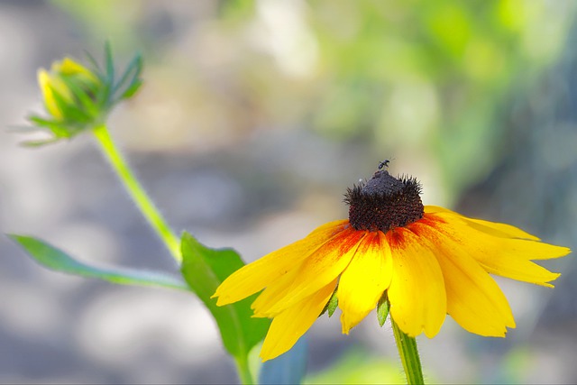 Free download rudbeckia flower yellow flower free picture to be edited with GIMP free online image editor