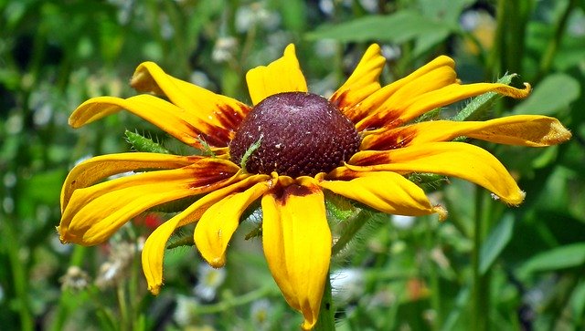 Free download Rudbekia Flower Colored -  free photo or picture to be edited with GIMP online image editor